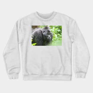 Male Silverback Gorilla in Uganda Crewneck Sweatshirt